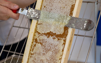 Trois ruches et un projet de sens à l’Harmonyum